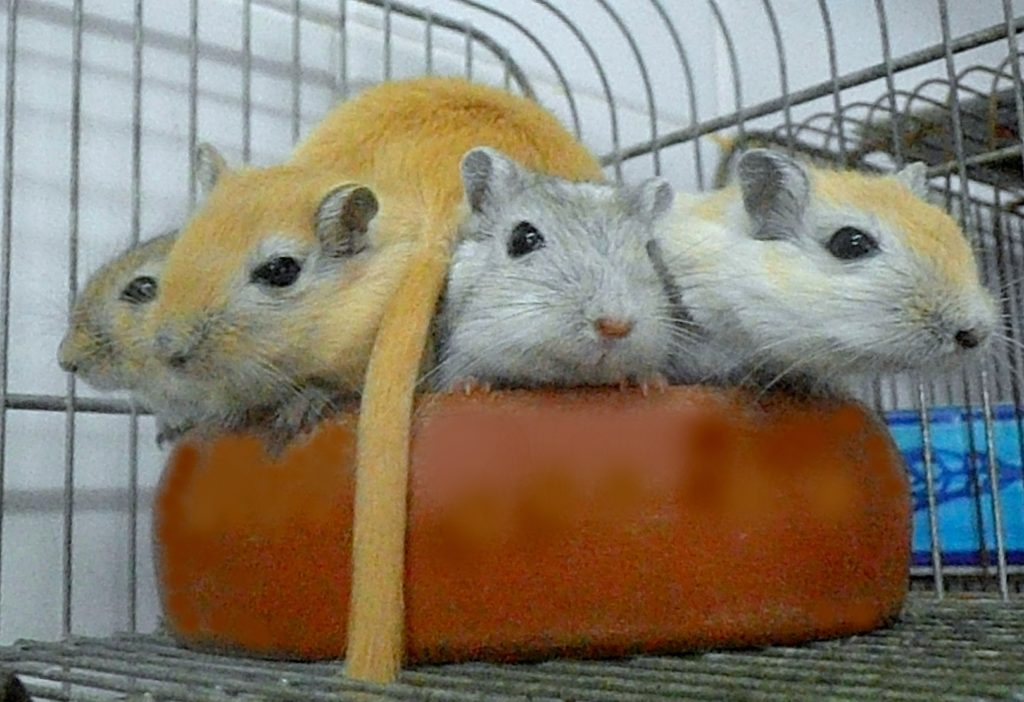 Cute Gerbils in a huddle