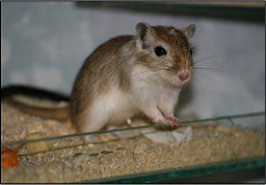 gerbil photo