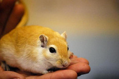 gerbil photo