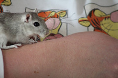 gerbil photo