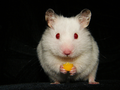 evil hamster photo