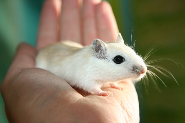 gerbil photo