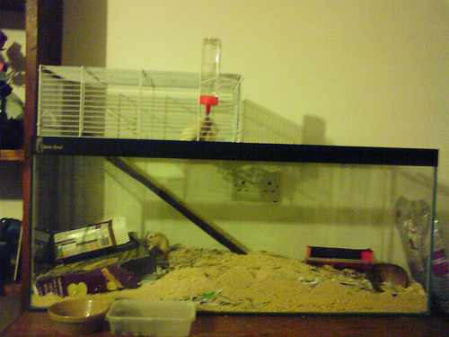 gerbil tank photo