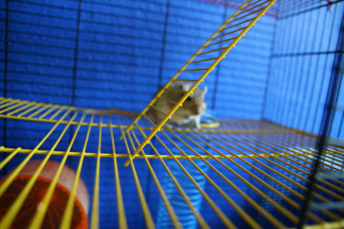 gerbil cage photo