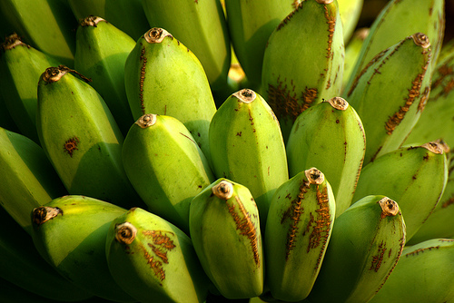 cooking plantains photo