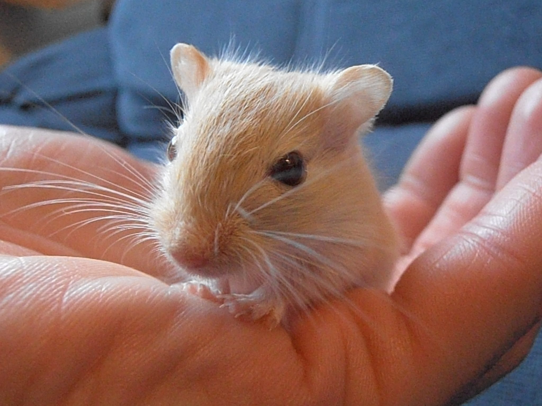 Baby Gerbil - Looking for a home