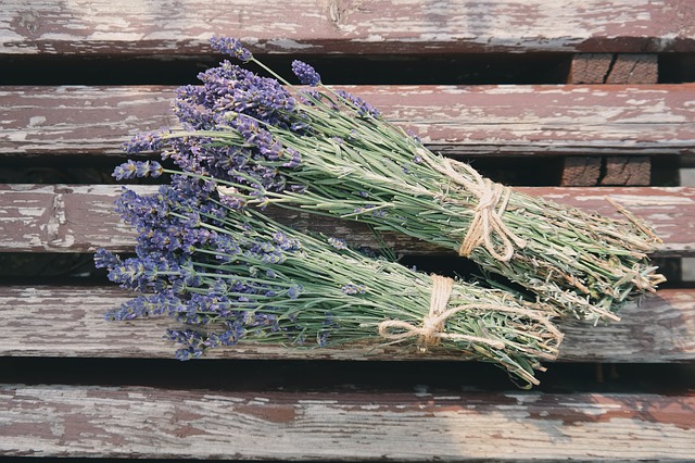 lavender photo