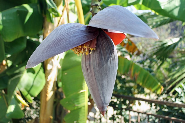 banana flower photo