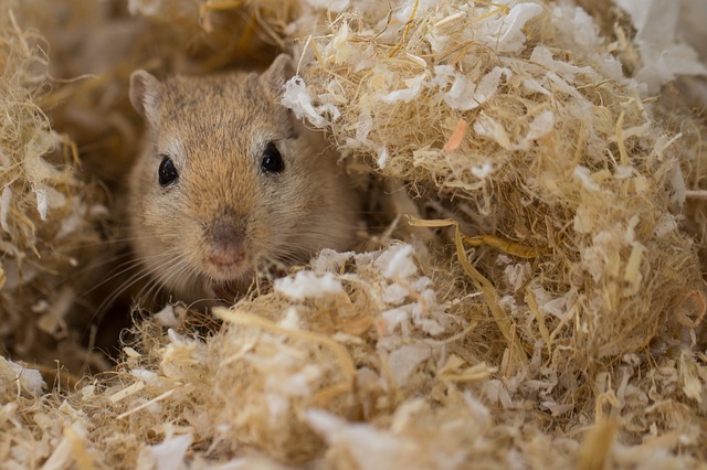 Gerbil Bedding