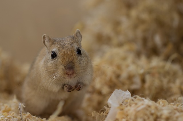 Gerbil Bedding