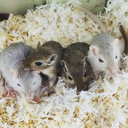 4 gerbils together