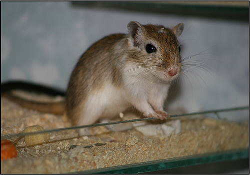 gerbil photo