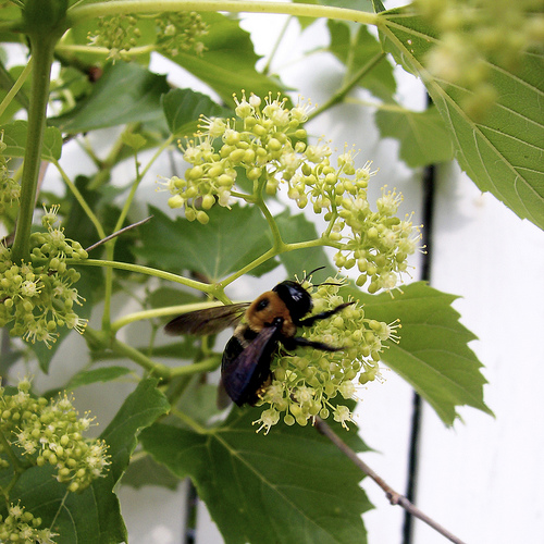 wild grapevine photo