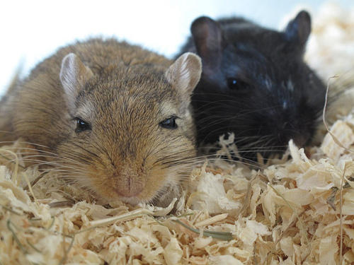 gerbil bath photo