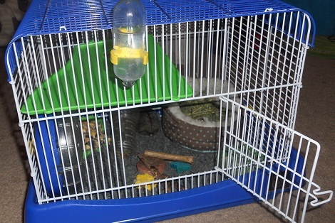 hamster cage photo