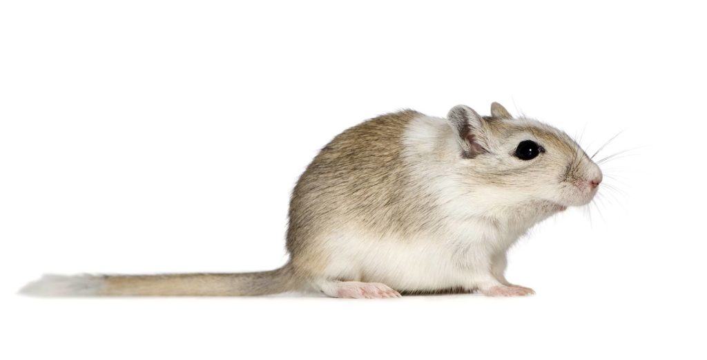 Single Gerbil