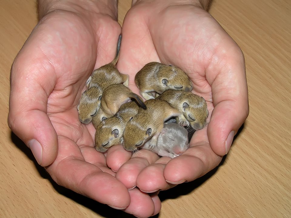 Gerbil Life Cycle  Gerbil, Baby hamster, Cute baby animals