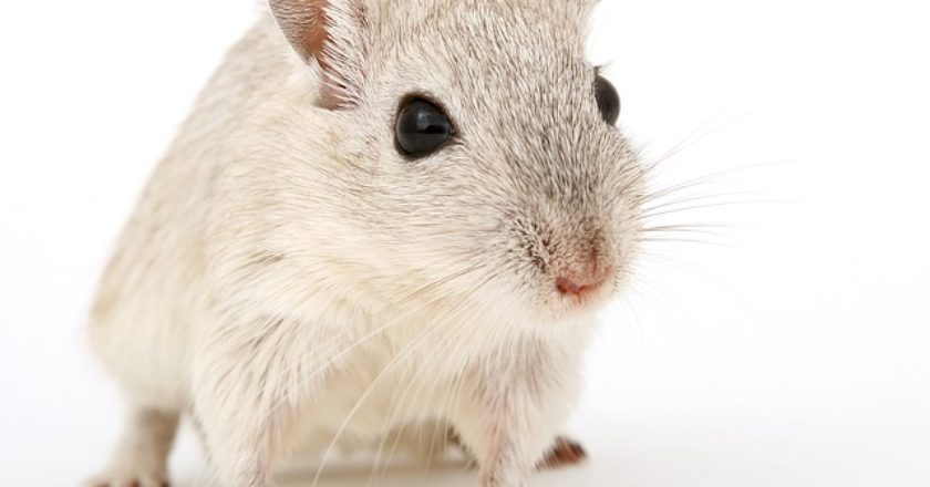 gerbil stuffed animal