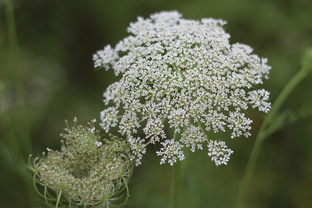 wild carrot photo