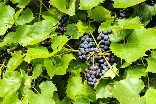 grape leaf photo