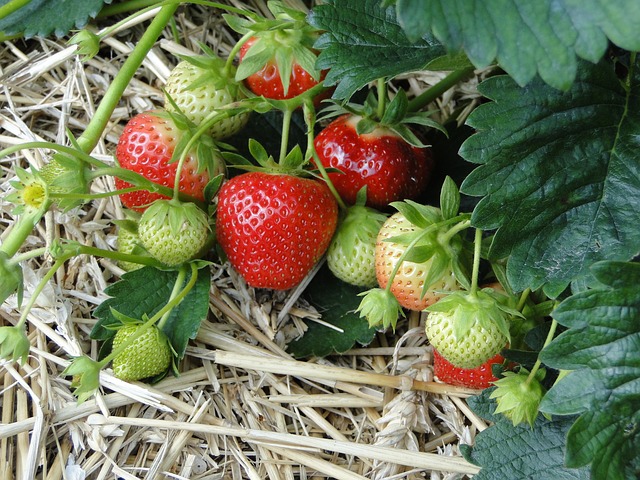 strawberry plant photo