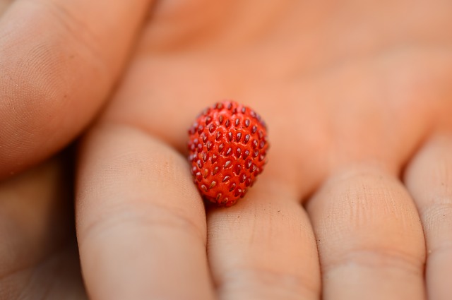 wild strawberry photo