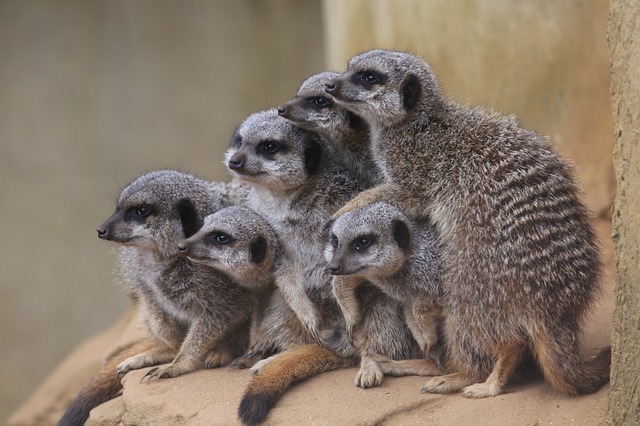 meerkat photo