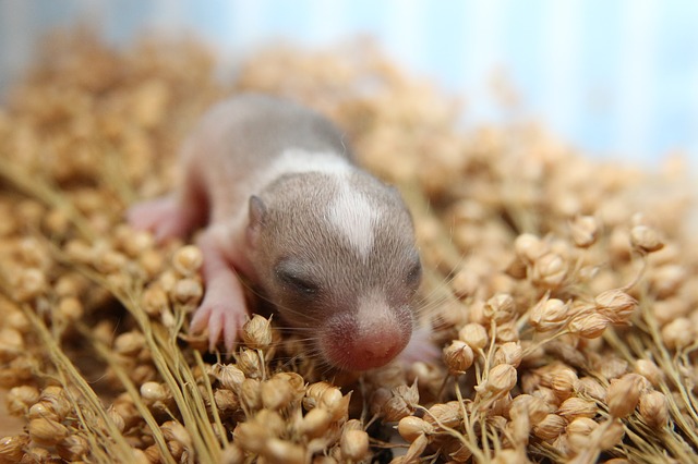 gerbils photo