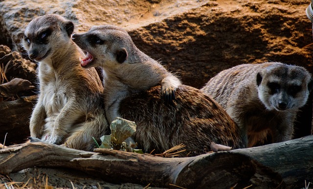 meerkats photo