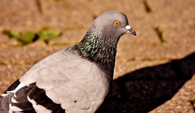 pigeon photo