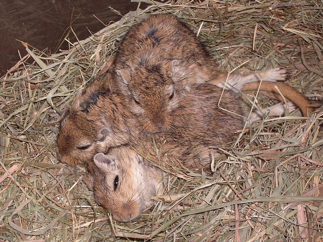 gerbils photo