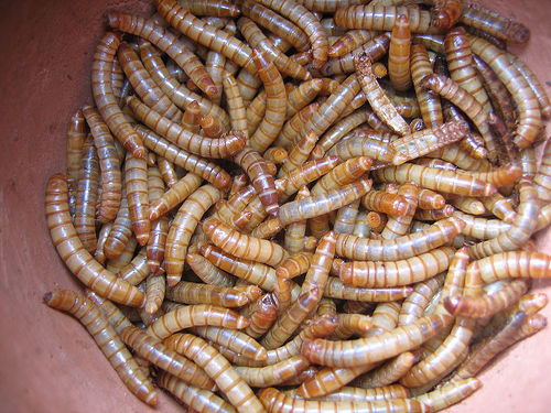 mealworm photo