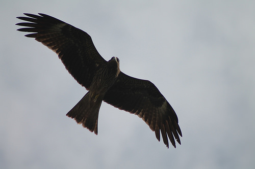 hawk silhouette photo