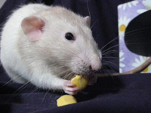 rat hammock photo