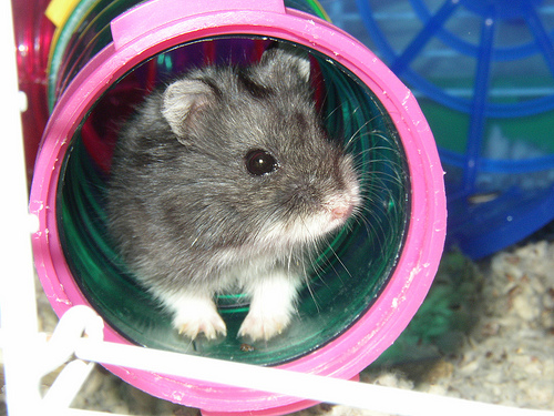 hamster photo