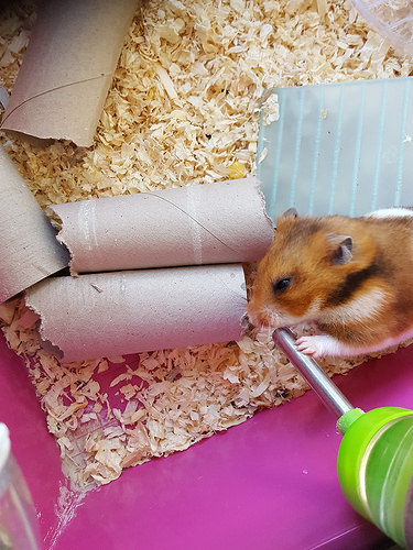 hamster cage photo