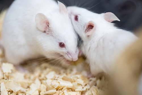 pet mice photo