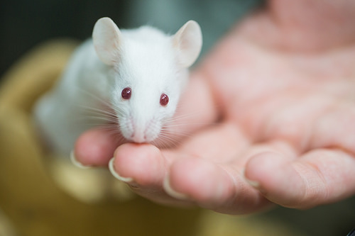 pet mouse photo