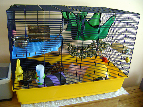 rat hammock photo