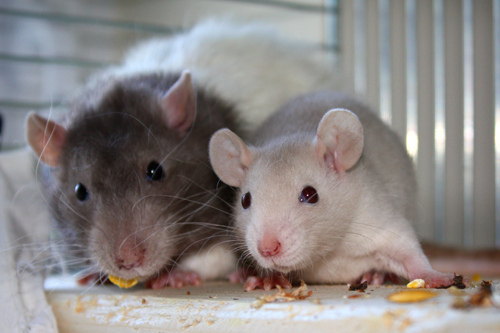 pet rat photo