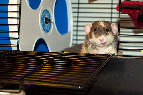 fancy rat photo