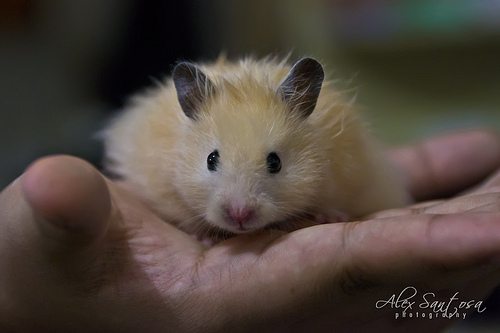 hamster photo