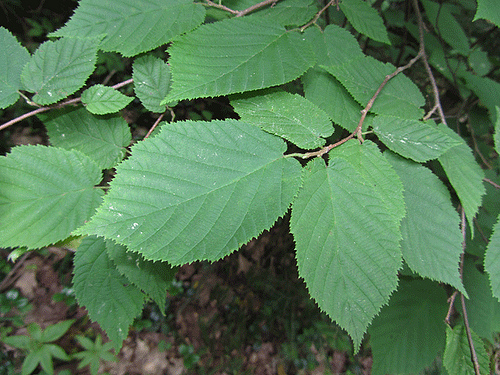hazel leaves photo