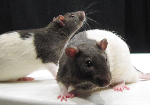 pet rat photo