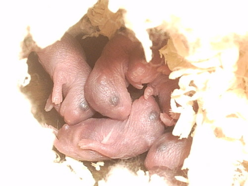 hamster babies photo