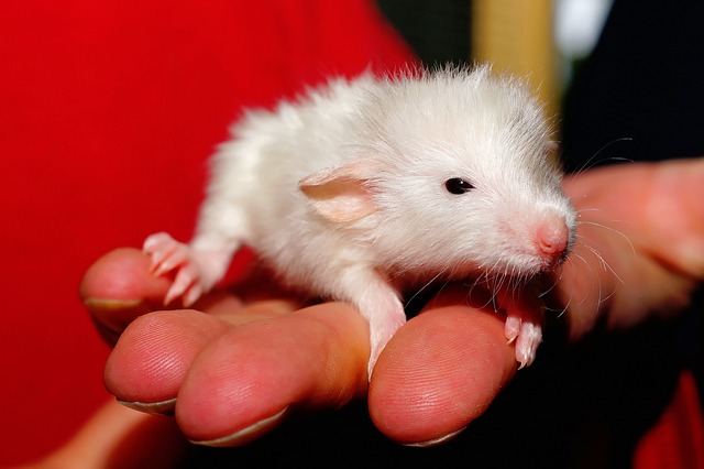 rat hammock photo