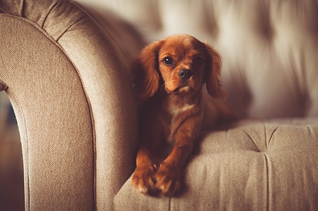 sofa photo