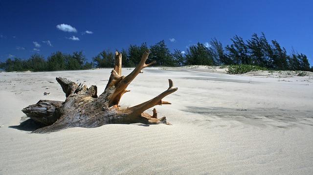 driftwood photo