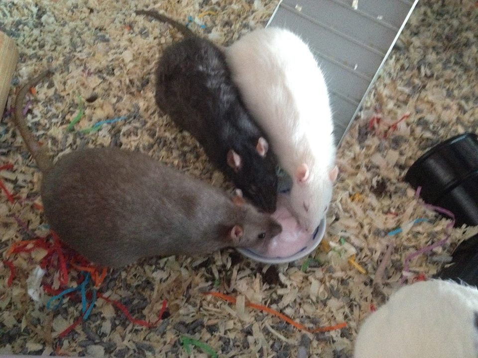 Fancy Rats enjoying a strawberry yoghurt