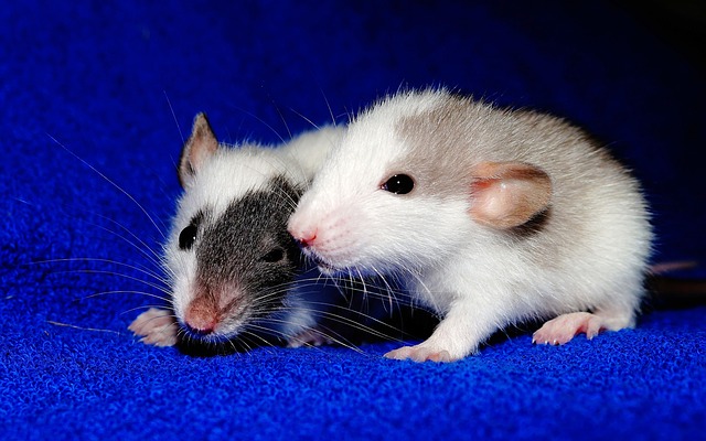 cute rats photo